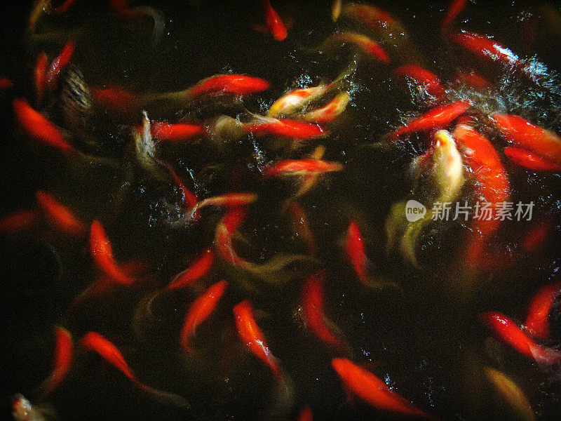 Orange and White Koi Fish Swirling in the Water
